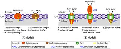 Comparative Genomic Analysis of Neutrophilic Iron(II) Oxidizer Genomes for Candidate Genes in Extracellular Electron Transfer